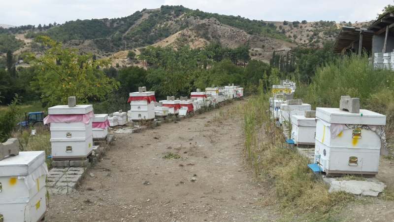 KADİR YILMAZ  Amasya  hakiki petek bal,petek bal fiyatı,karakovan petek bal